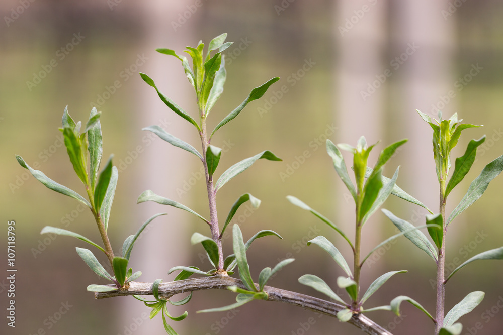 Goji sprouts (Lycium barbarum) Goji sprouts (Lycium barbarum)