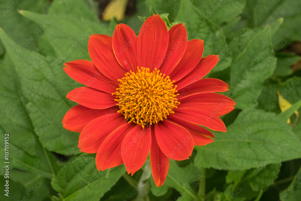 orange flower blossom and blur background orange flower blossom and blur background
