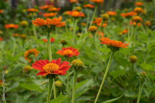 orange flower blossom and blur background