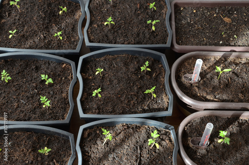 Pepper and tomato seedlings in pots on flat floor, closeup