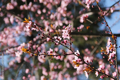 twigs of a cherry tree with beautiful pink blooms 