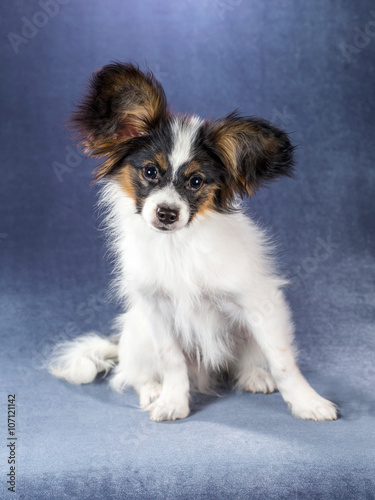 Portrait amusing Papillon puppy © Sergey Lavrentev