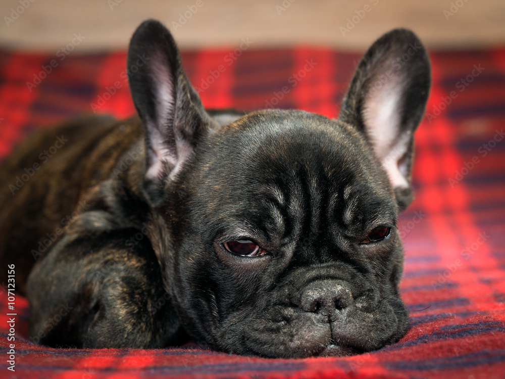 Dog lying on the bed. Checkered red plaid. Pedigreed Dog, French Bulldog. 
