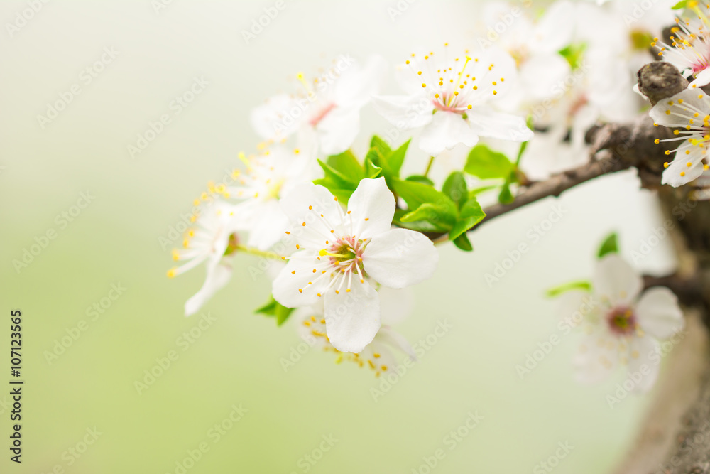 Spring season - flowers of cherry Spring season - flowers of cherry