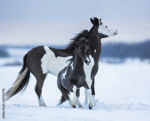 Mare whit blue-eyed foal on snowfield