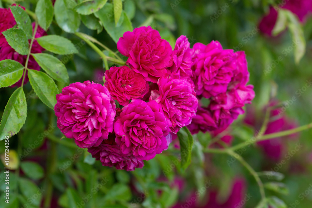 pink roses bush pink roses bush