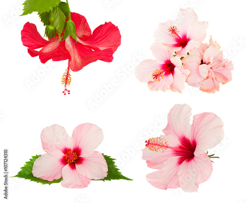 Fototapeta Naklejka Na Ścianę i Meble -  hibiscus flower