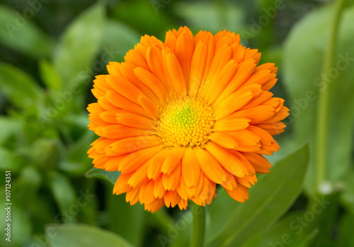 calendula flower