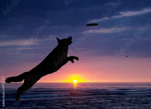 dog is playing on the beach at sunset