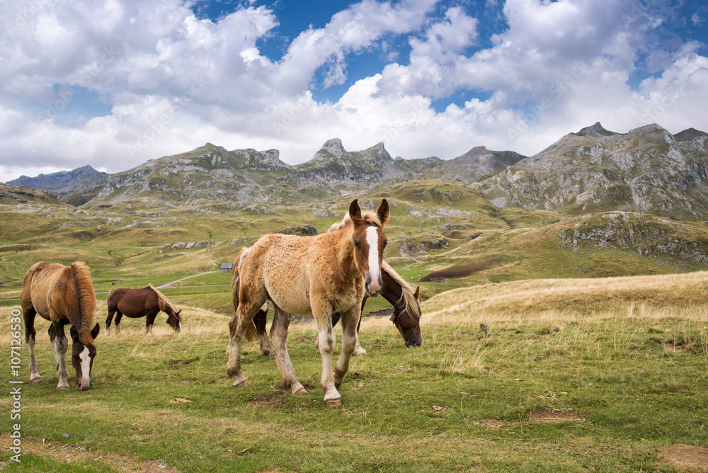 Fototapeta premium Herd of horses grazing near Pourtalet pass, Ossau valley in the Pyrenees, France