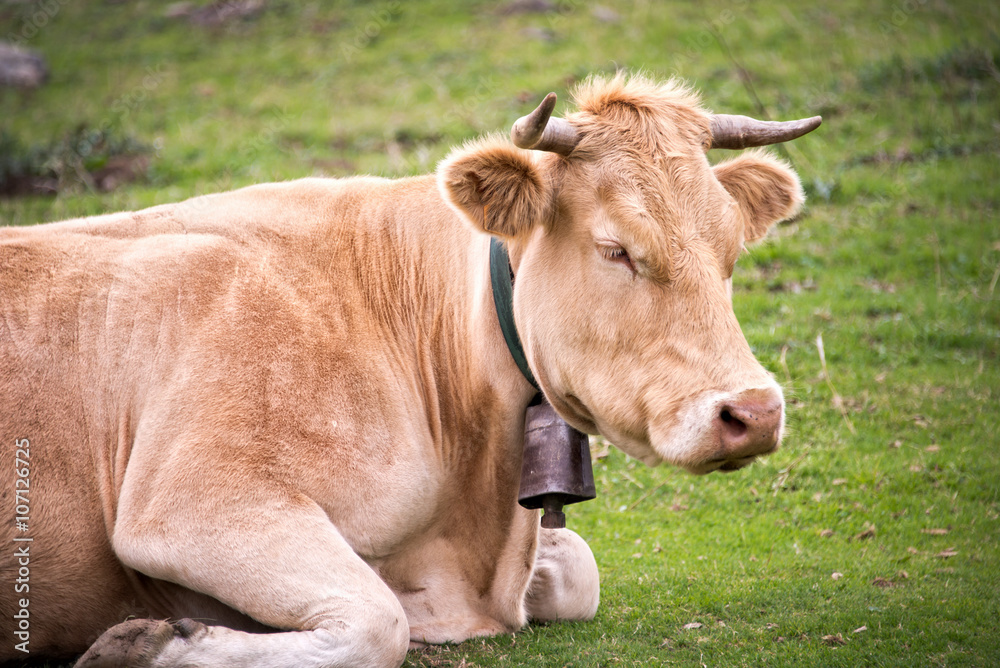 Portrait of a blond cow, France