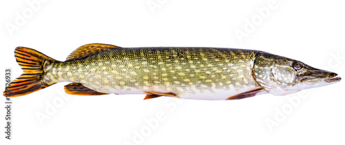 European pike isolated on white background
