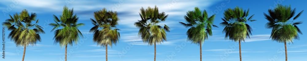 Mexican palm trees against the sky, tropical panorama, 3D rendering.
panorama of palm trees Mexican palm trees against the sky, tropical panorama, 3D rendering.
panorama of palm trees