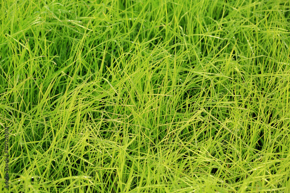 Rice Field. Rice Field.