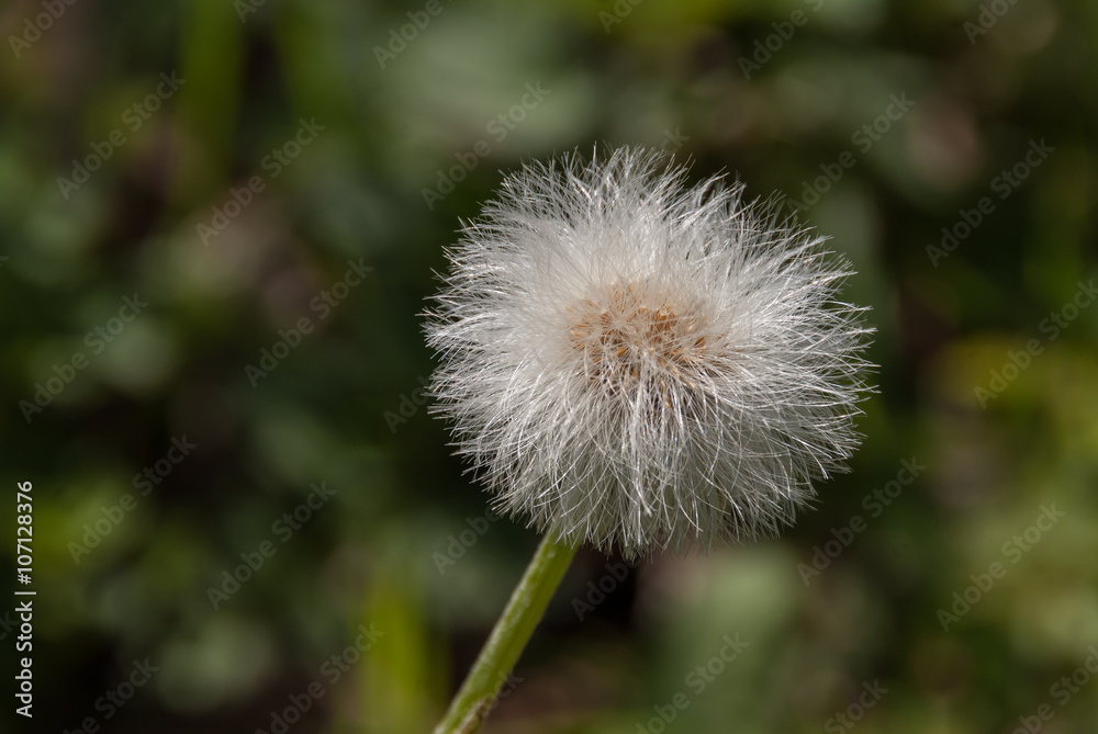 Fruchtstand des Huflattich - Tussilago farfara