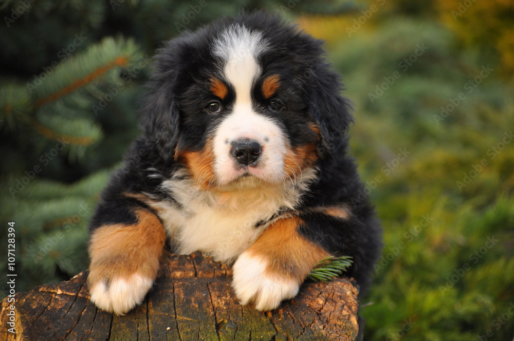 Berner Sennenhund with very correct color