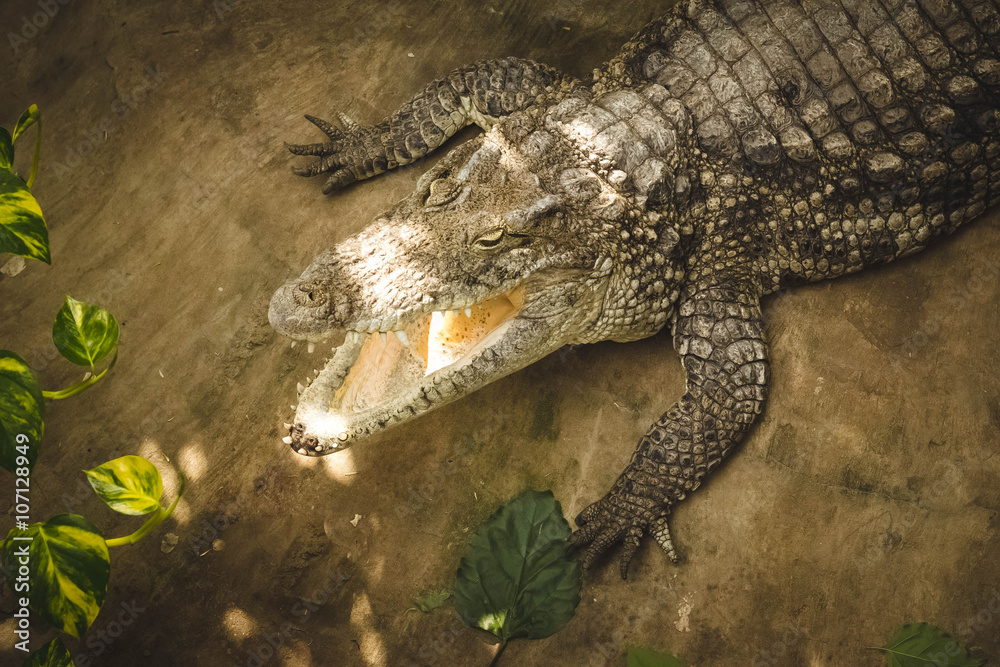 Obraz premium crocodile