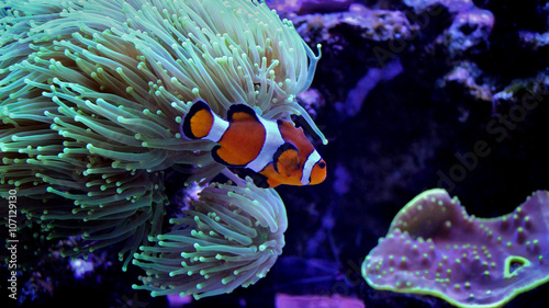 Ocellaris Clownfish  Amphiprion ocellaris  