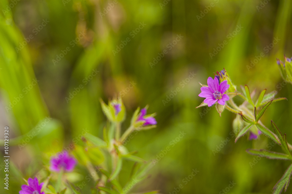 Fuchsia Small Flowers