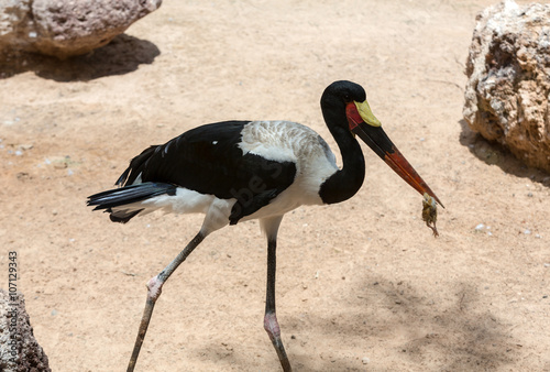 Marabou Stork (Leptoptilos crumenifer)