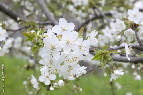 blossoming cherry tree in the spring garden