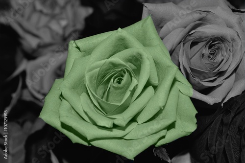 rose verte