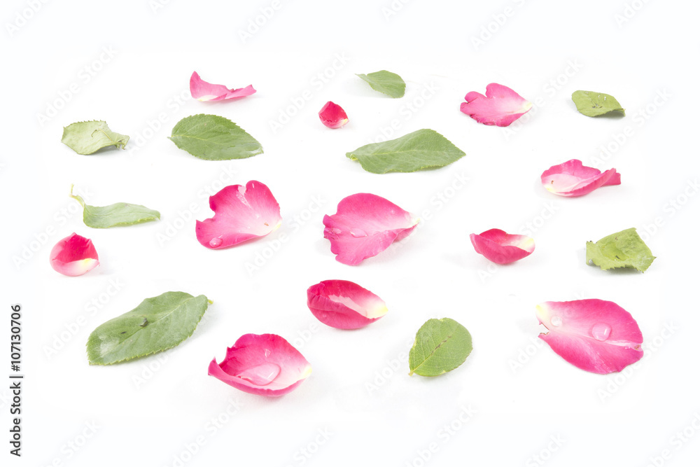 Rose petals and leaves isolated on white background Rose petals and leaves isolated on white background