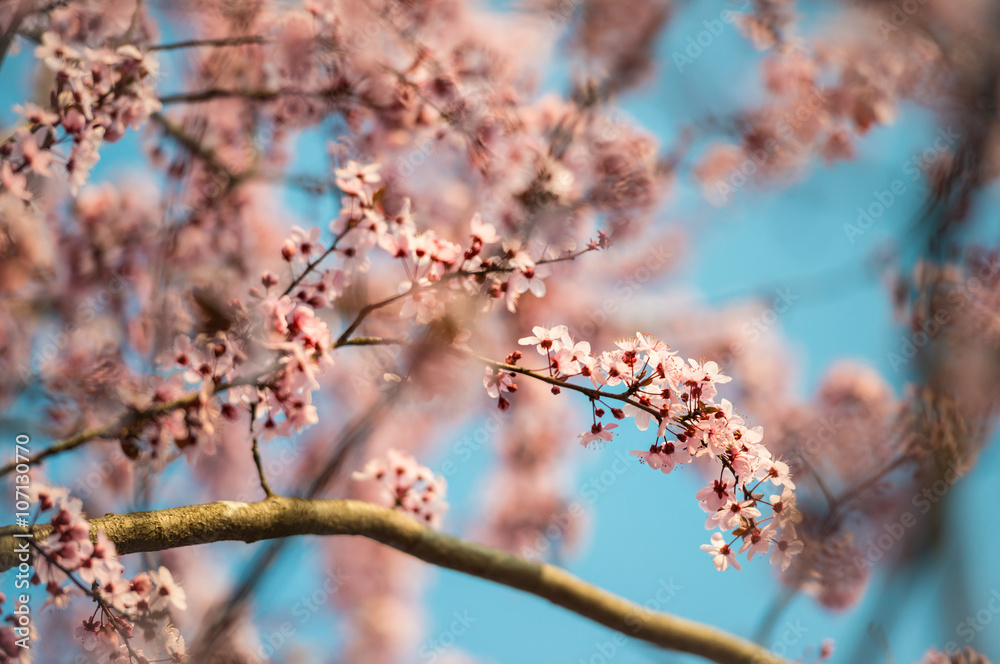 Sakura cherry blossom in the sunlight with narrow depth of field Sakura cherry blossom in the sunlight with narrow depth of field