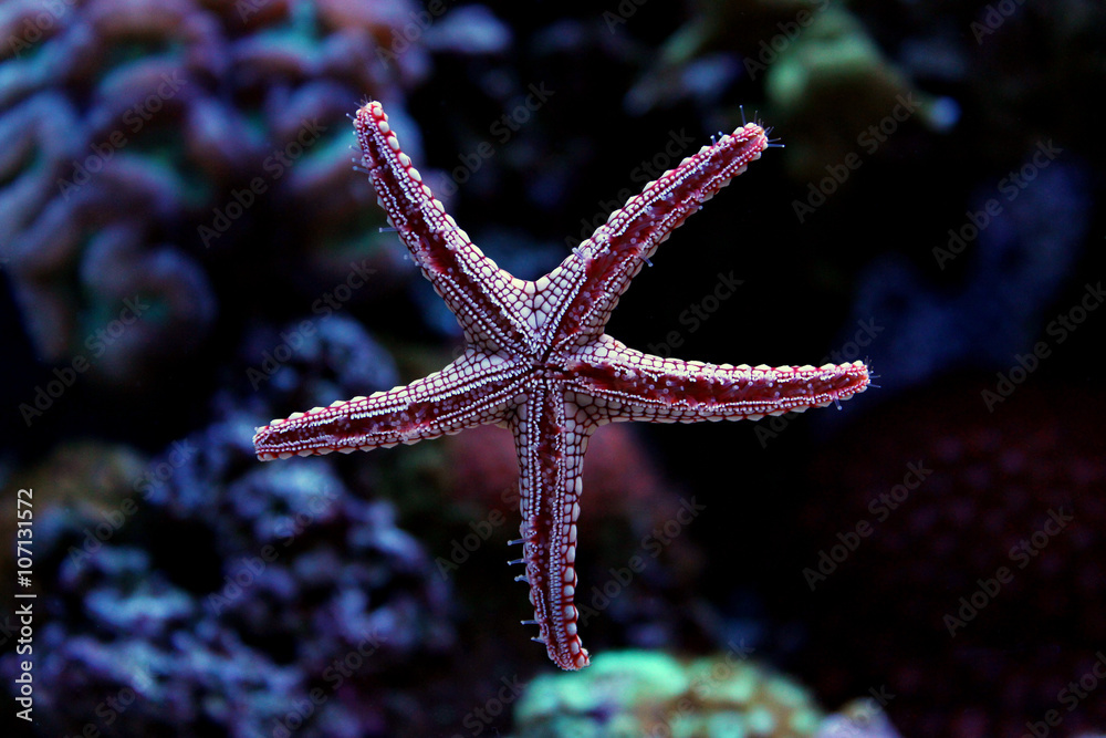 Fromia starfish Fromia starfish