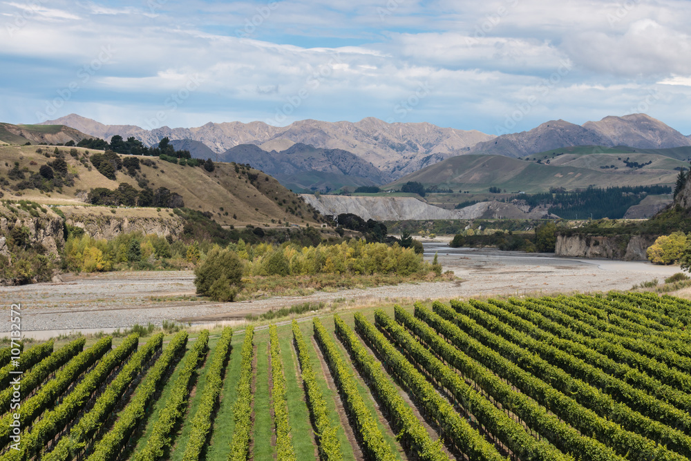 vineyards at Awatere river in New Zealand