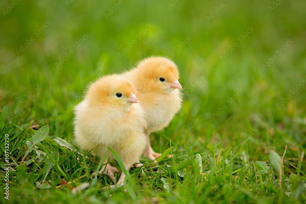 Two fluffy chicks walks in green grass Two fluffy chicks walks in green grass