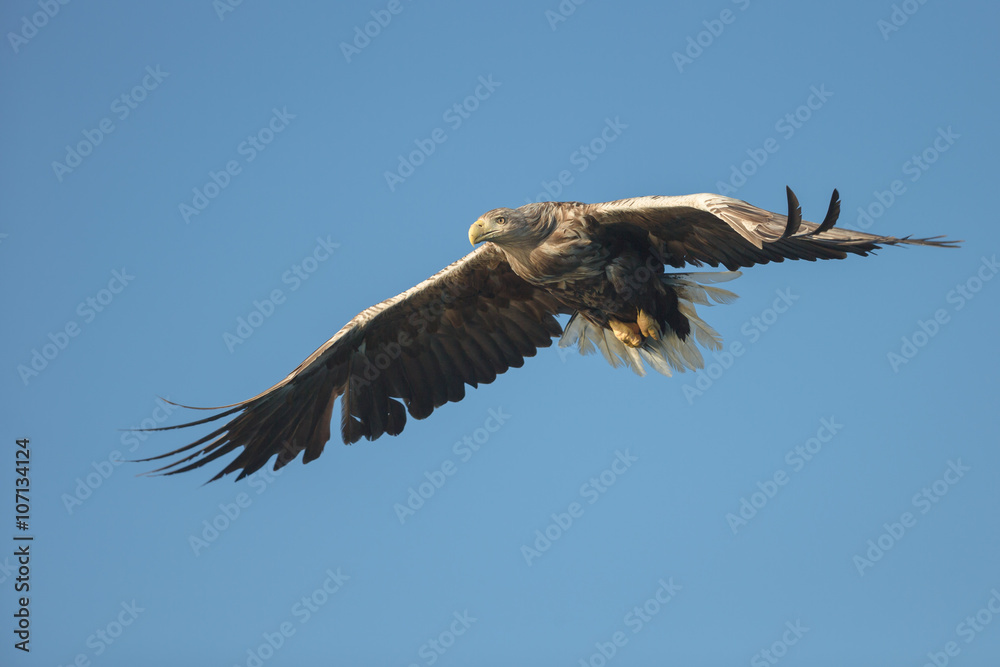 Fototapeta premium White-tailed Eagle in Flight