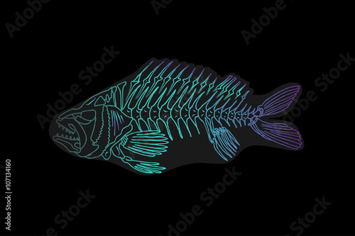 Illustration of a x-ray tetra cartoon fish. Isolated on a black background.