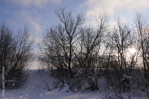 Trees in cold winter day and snow