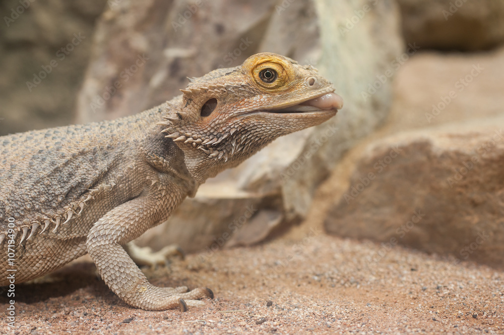 Fototapeta premium Bartagame