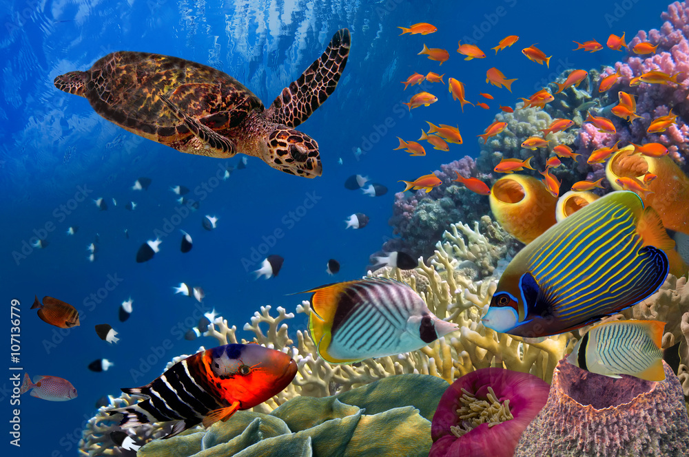 Naklejka premium Kolorowa rafa koralowa z wieloma rybami i żółwiami morskimi