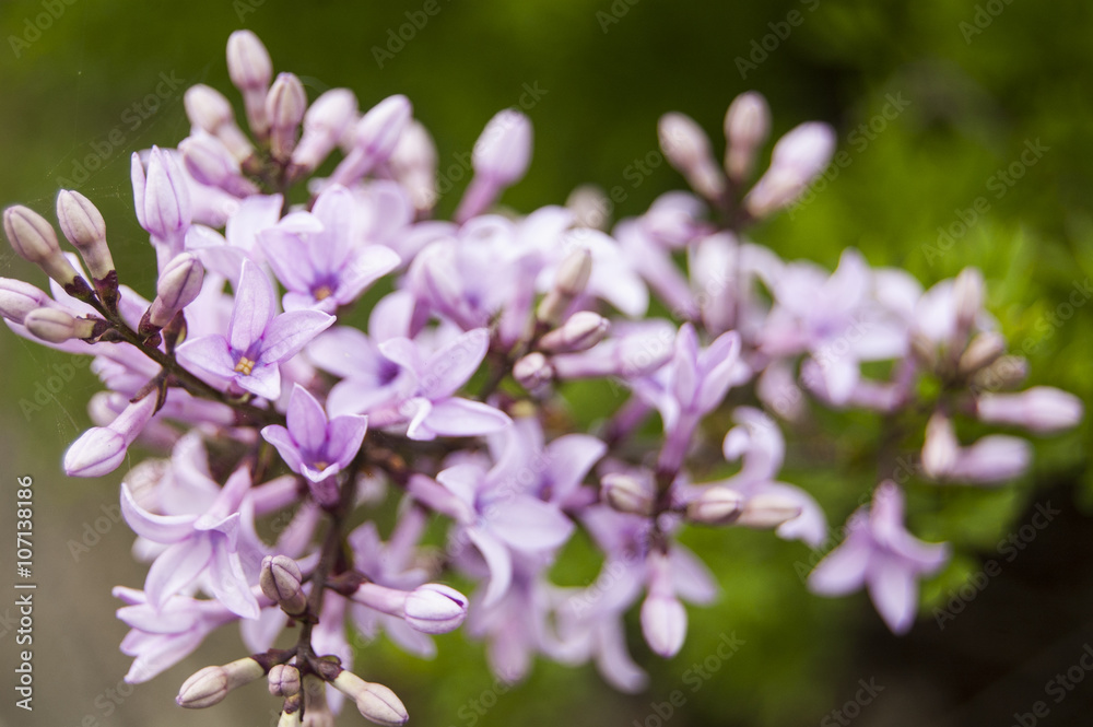 Wallpaper Violet Flowers on the Left Wallpaper Violet Flowers on the Left
