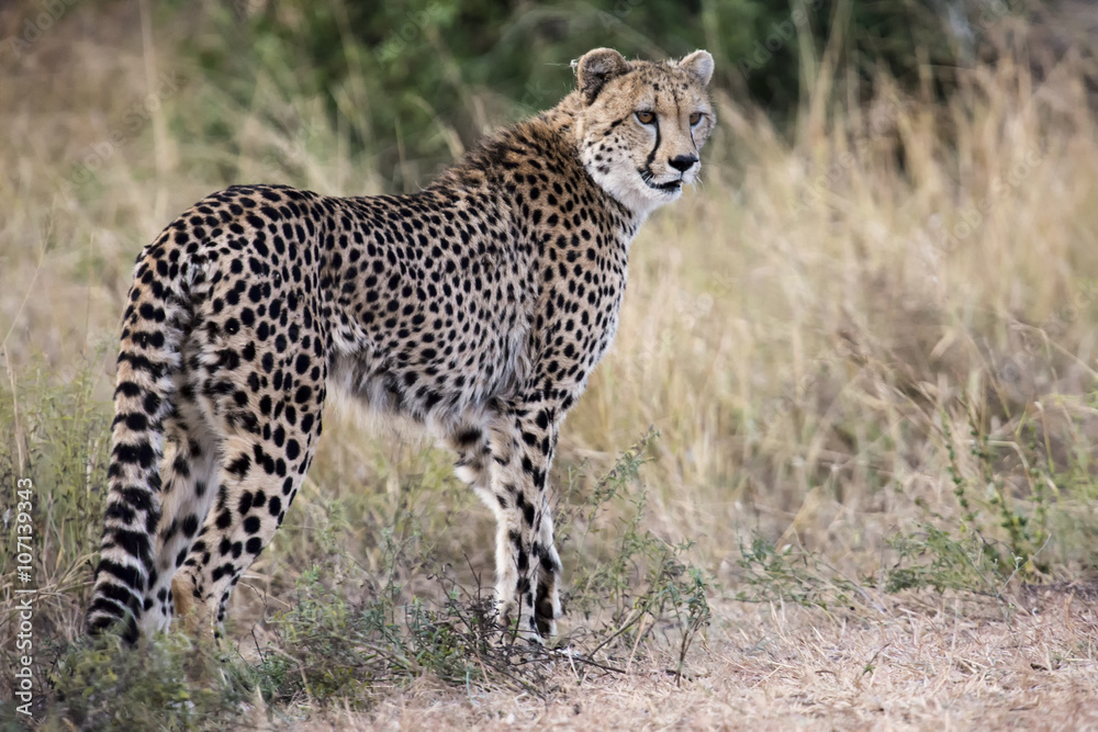 Lone cheetah walking across road at dusk Lone cheetah walking across road at dusk