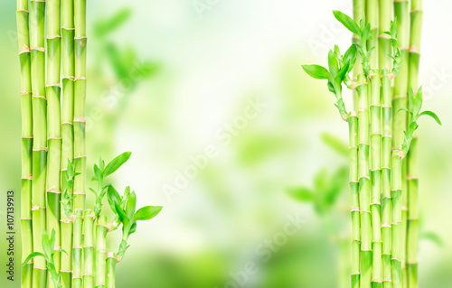 green bamboo stems