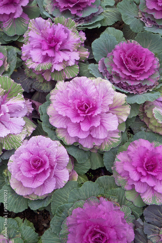 Background of decorative ornamental cabbage roses