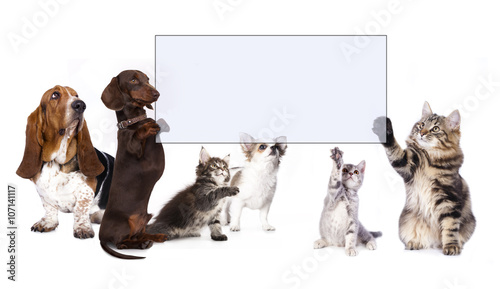 Fototapeta Naklejka Na Ścianę i Meble -  dachshund dog paws holding banner