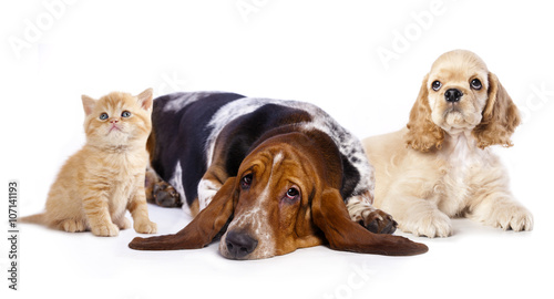 Fototapeta Naklejka Na Ścianę i Meble -  dogs,  puppy and  kitten