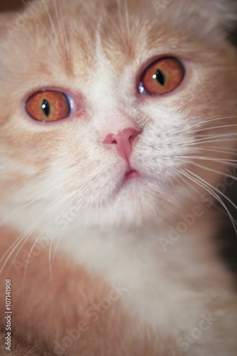 Portrait of a cat.