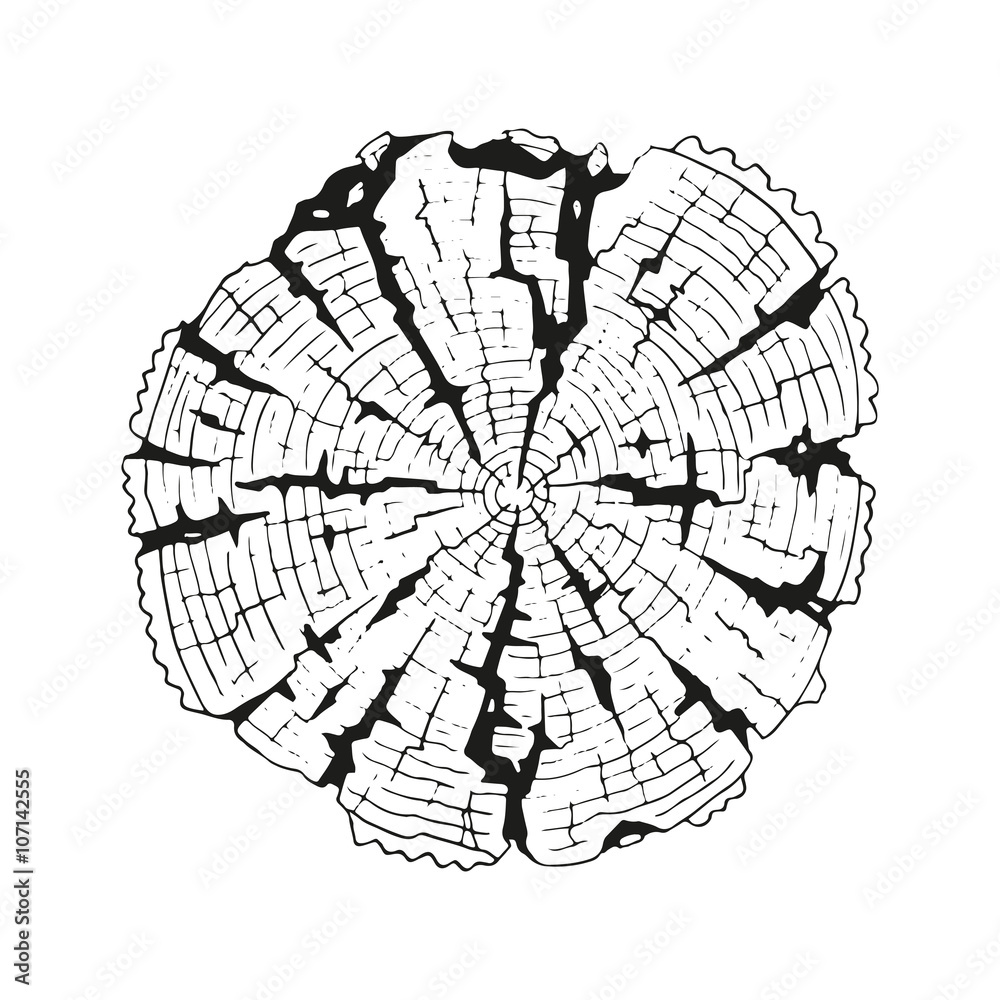 Obraz premium Tree-rings. Vector graphics.