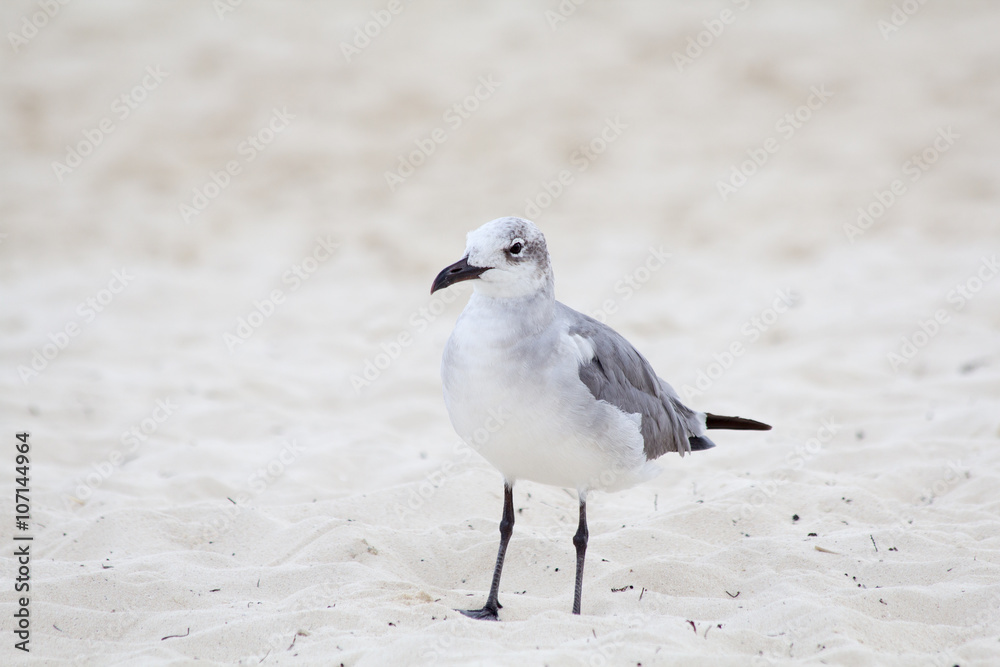 Seagull on the beach fill up at home Seagull on the beach fill up at home