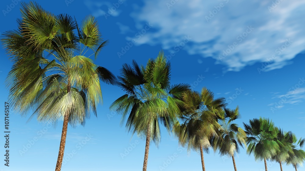 Mexican palm trees against the sky, tropical panorama, 3D rendering.
panorama of palm trees