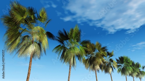 Mexican palm trees against the sky, tropical panorama, 3D rendering. panorama of palm trees