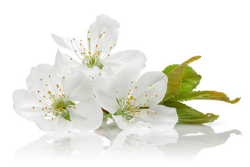 Crédence de cuisine Fleur de cerisier Fleur de cerisier rose épanouie  © mates