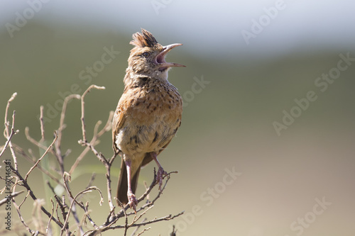 Rufous-naped lark sit on a branch and call to claim his territor photo