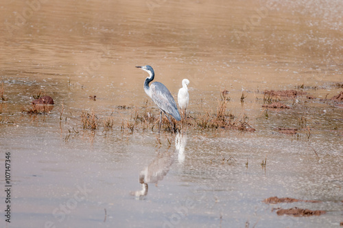 Black-headed heron and a cattle egret © dpreezg